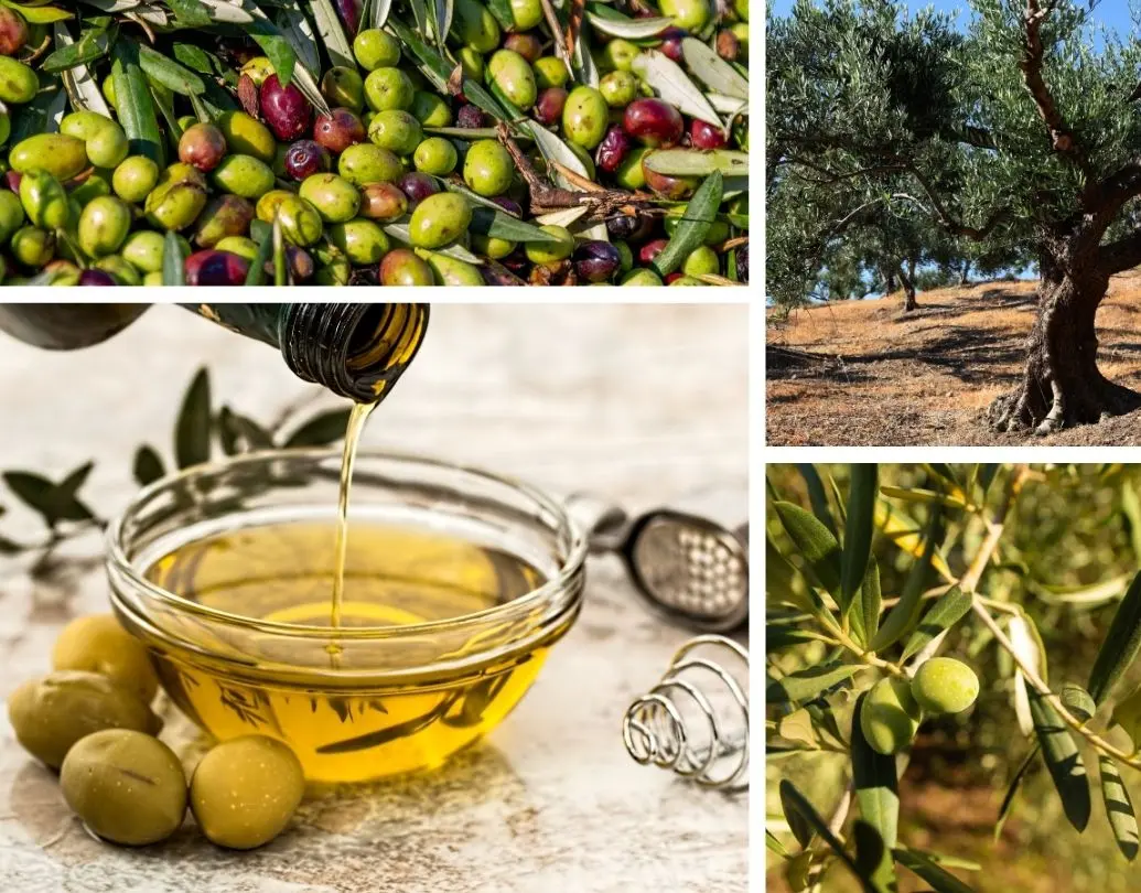 Olives, Groves, Olive Oil