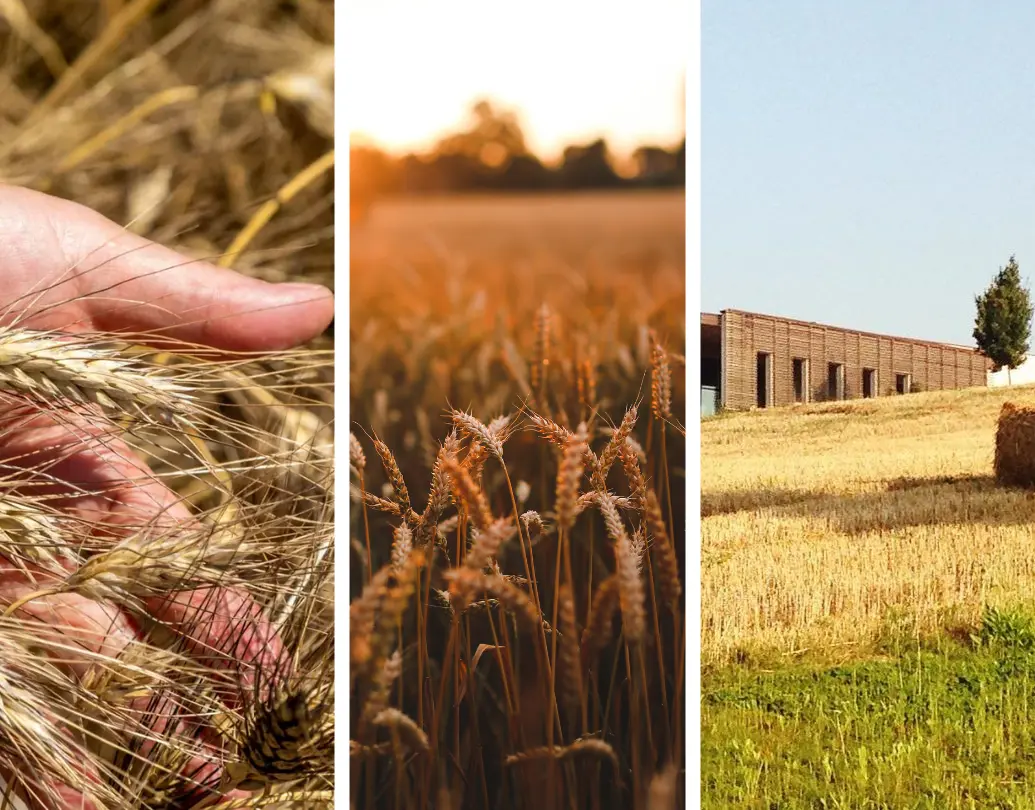 Mancini Pasta wheat fields and factory