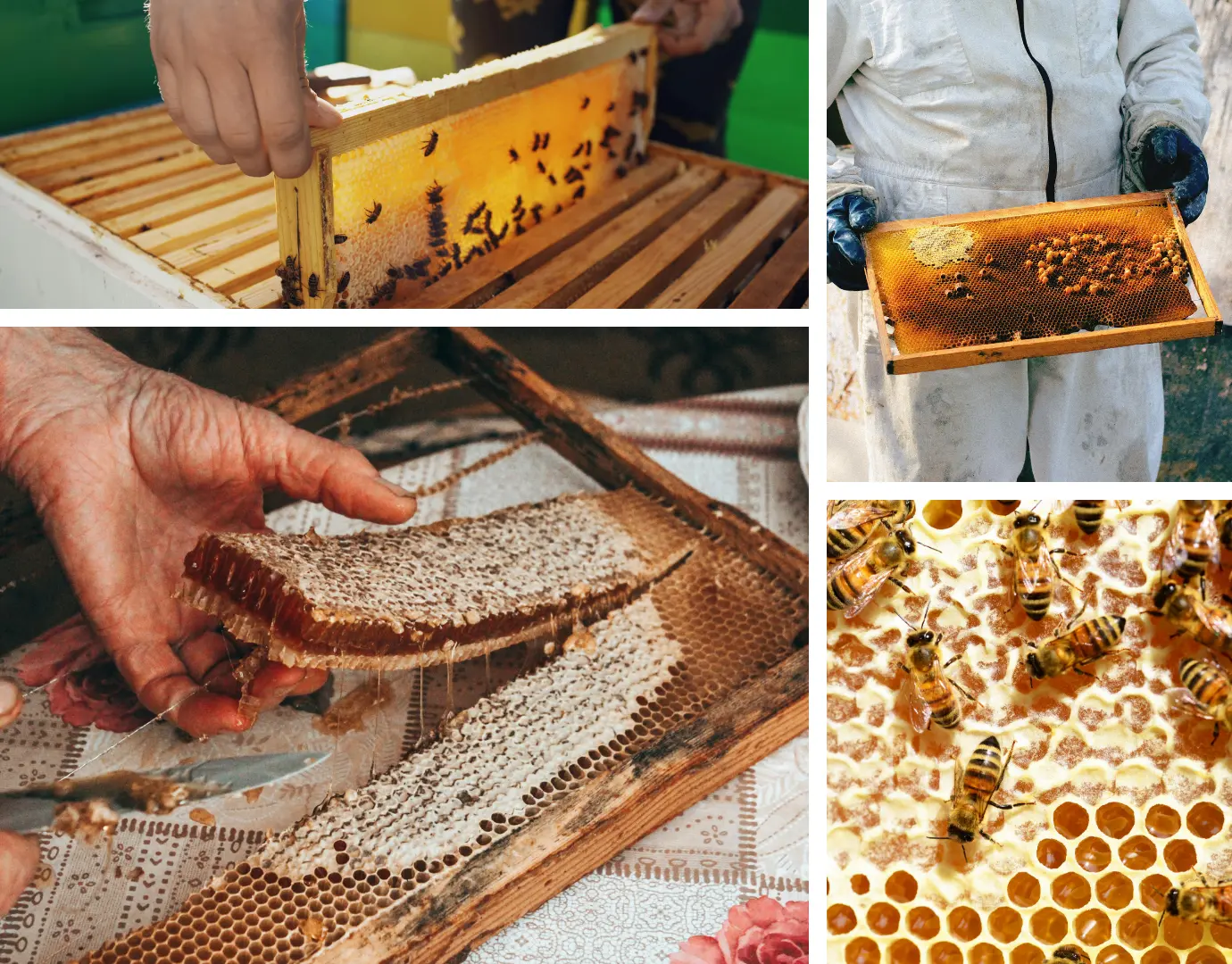 honeycomb and honey bees