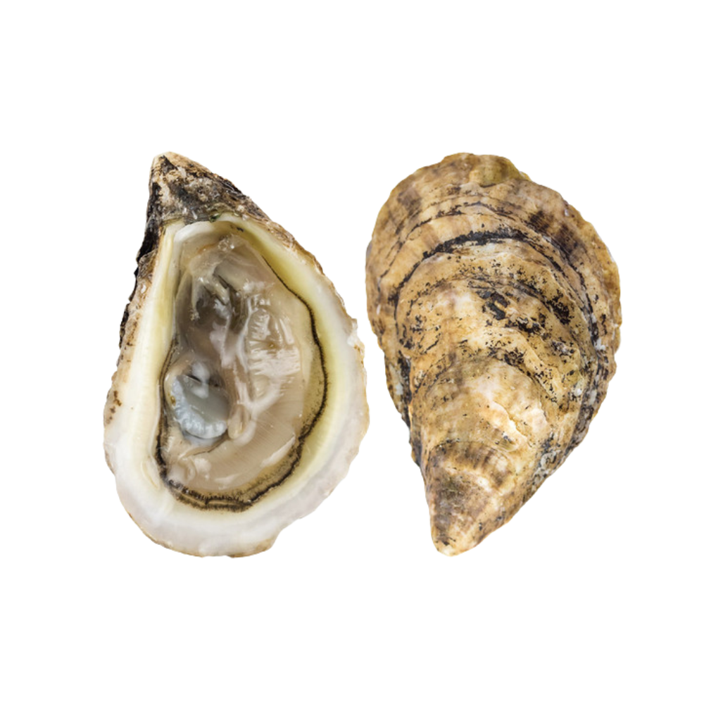 Raspberry Point Live Oysters 1ea