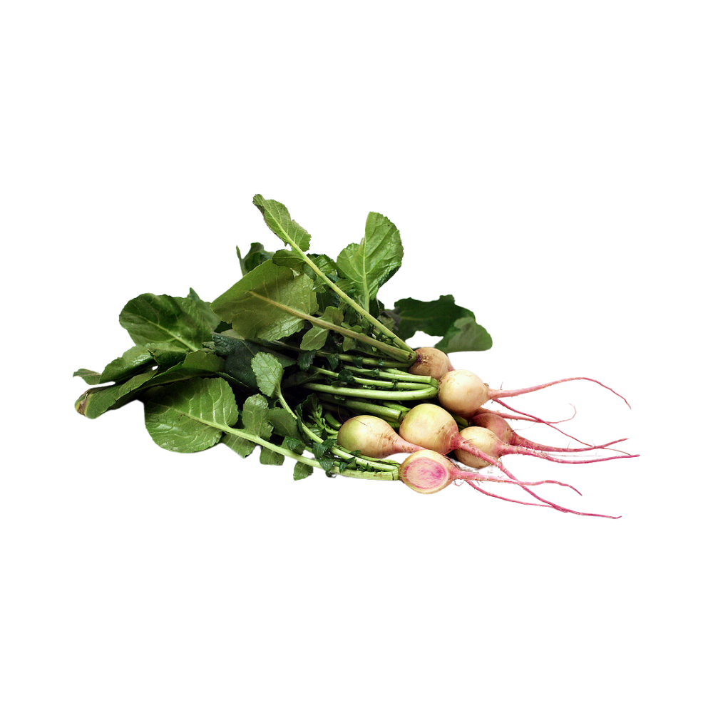 WATERMELON RADISH