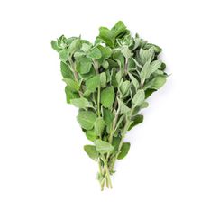 OREGANO