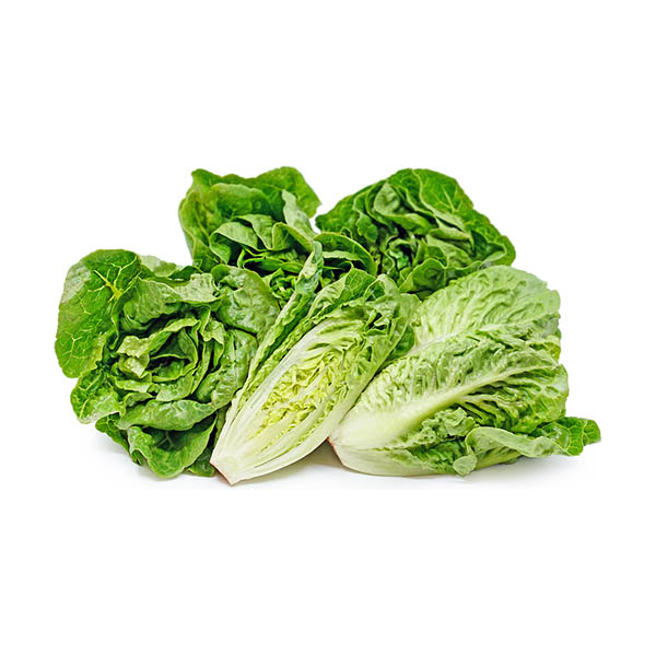 LITTLE GEM LETTUCE