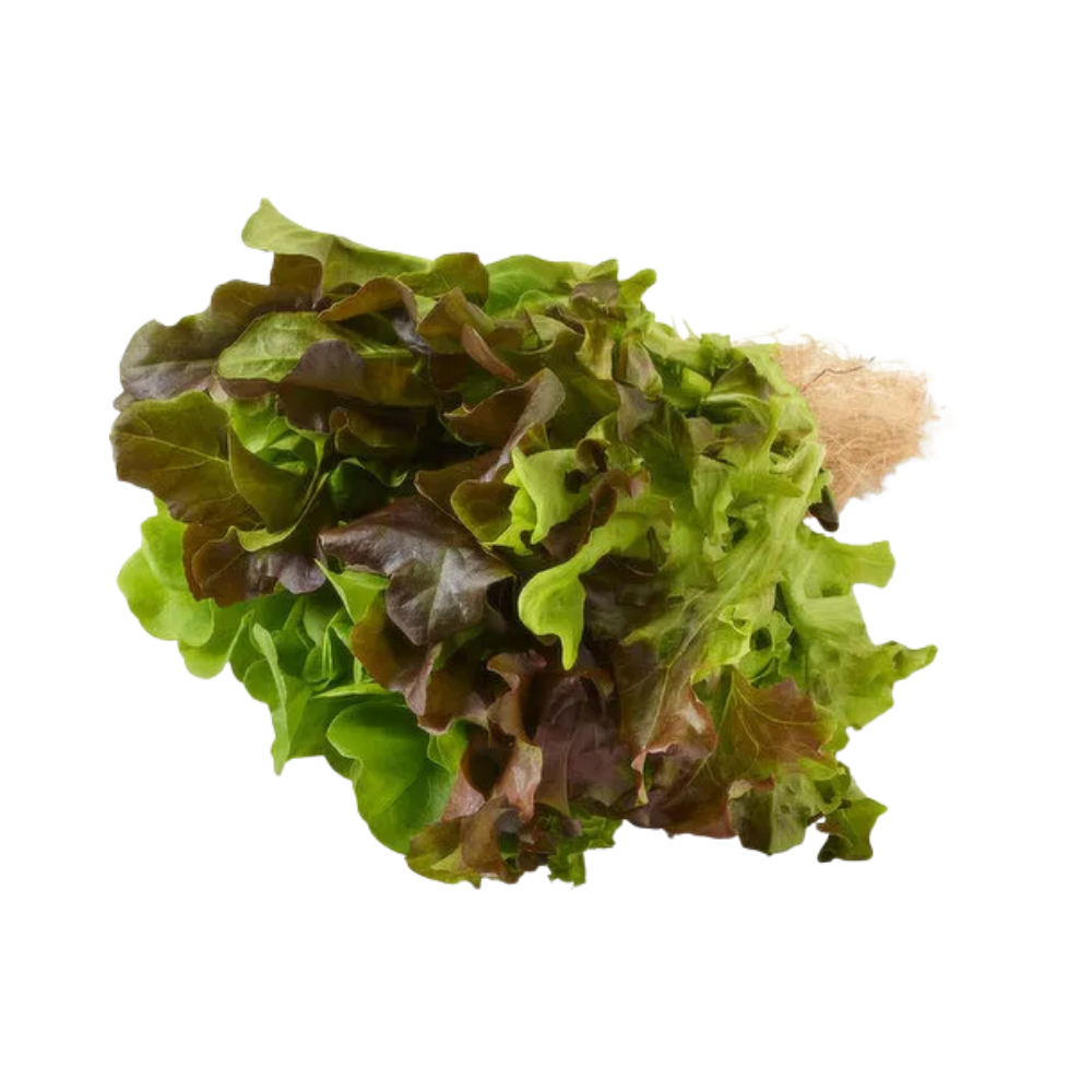 LIVING TRIO LETTUCE 1PK