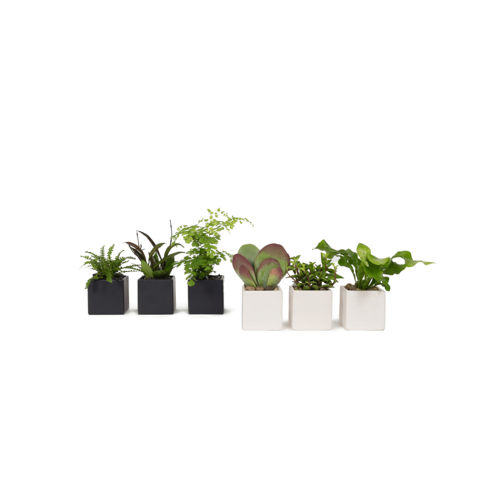 Mini Tropical Plants (Set Of 3) 1ea