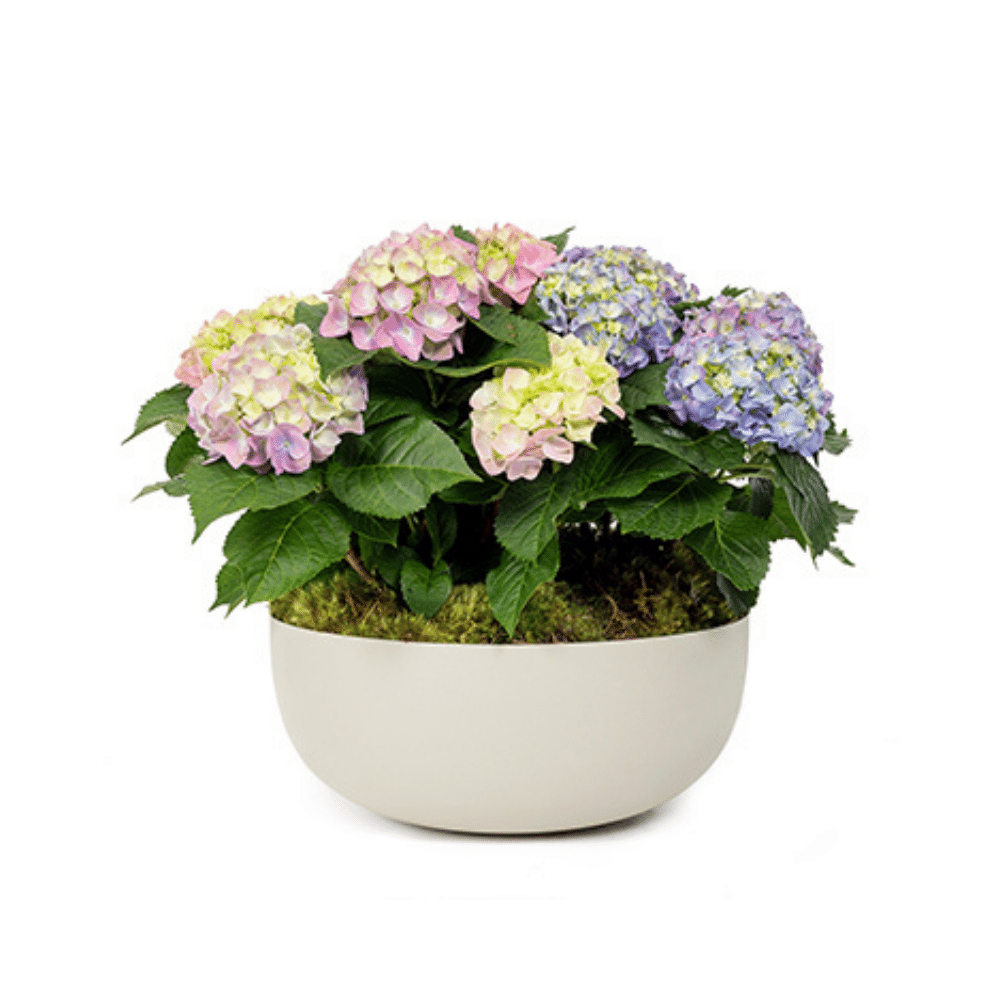 Hydrangea Bowls 1ea
