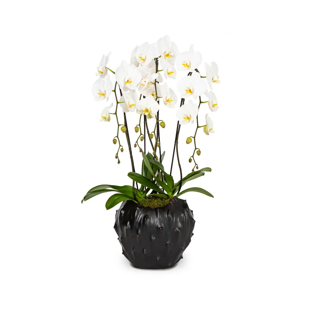 Holiday Double White Orchids 1ea