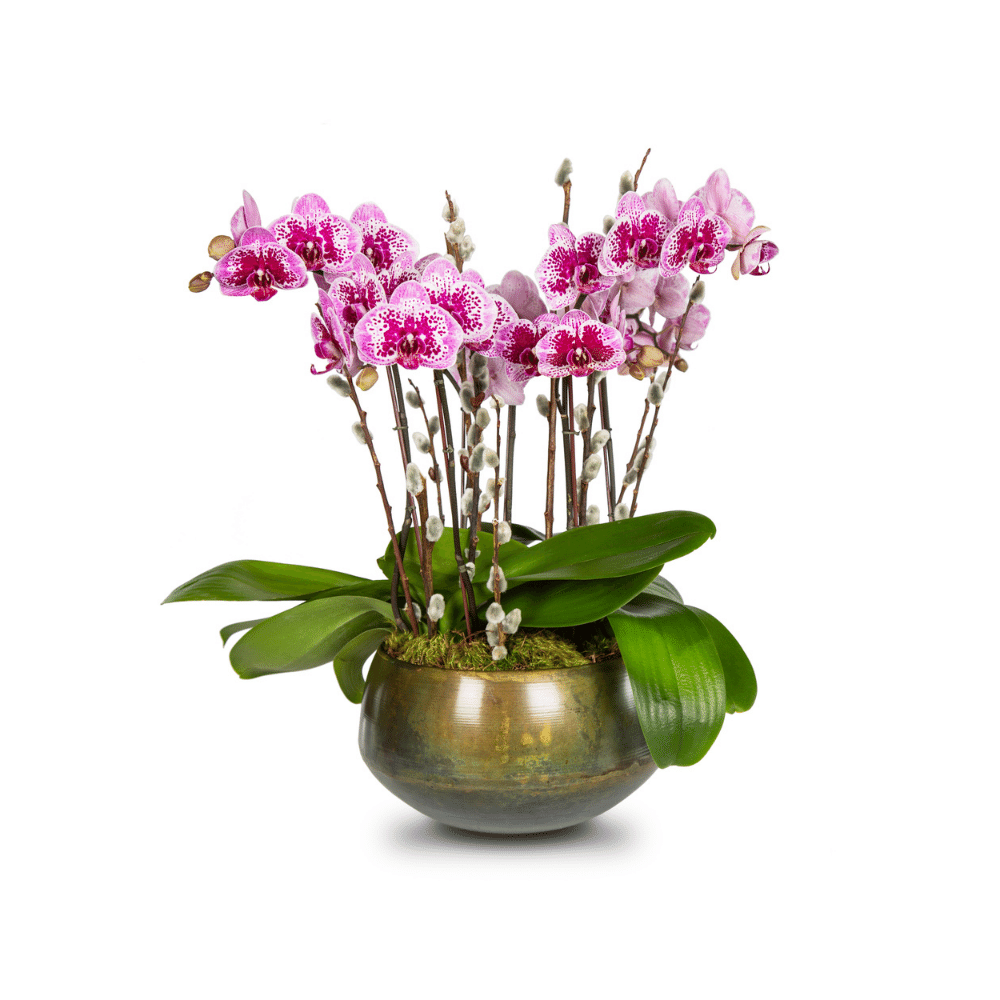Mini Orchids 1ea