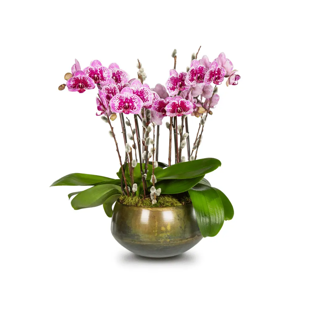 Mini White Orchid 1ea