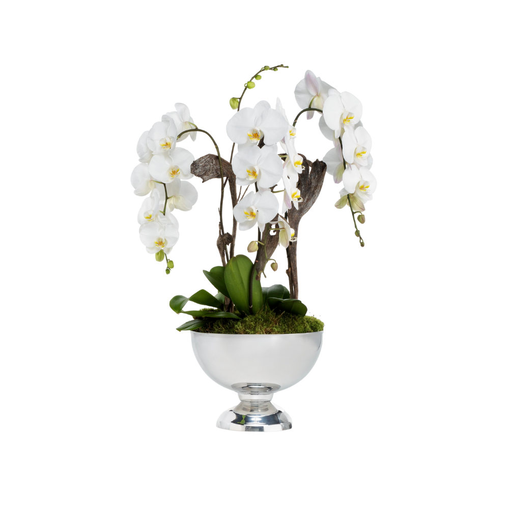 Regular White Orchids 1ea