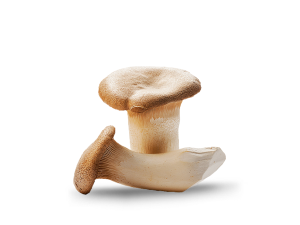 King Oyster Mushroom 1lb