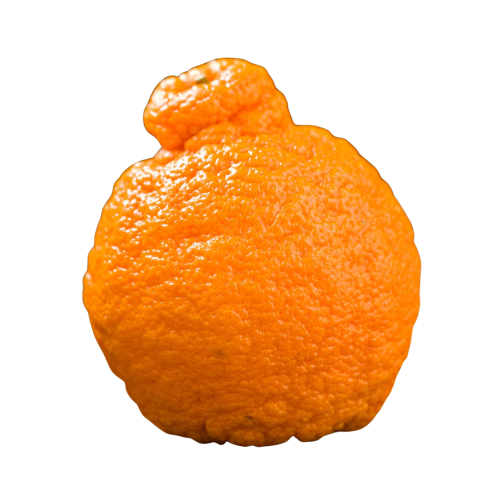 Sumo Orange 1lb