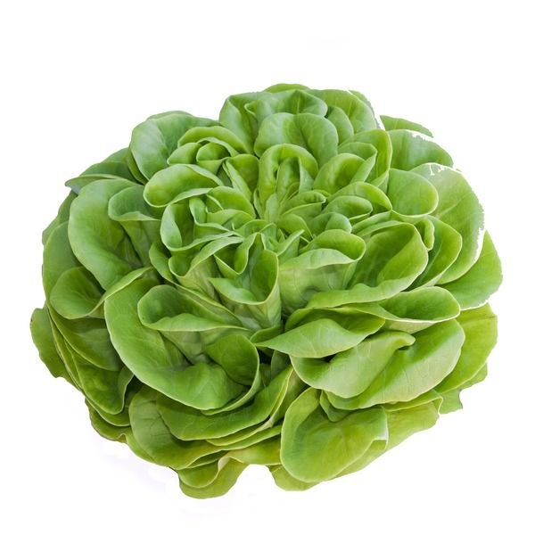 Lettuce Boston Ontario 1ea