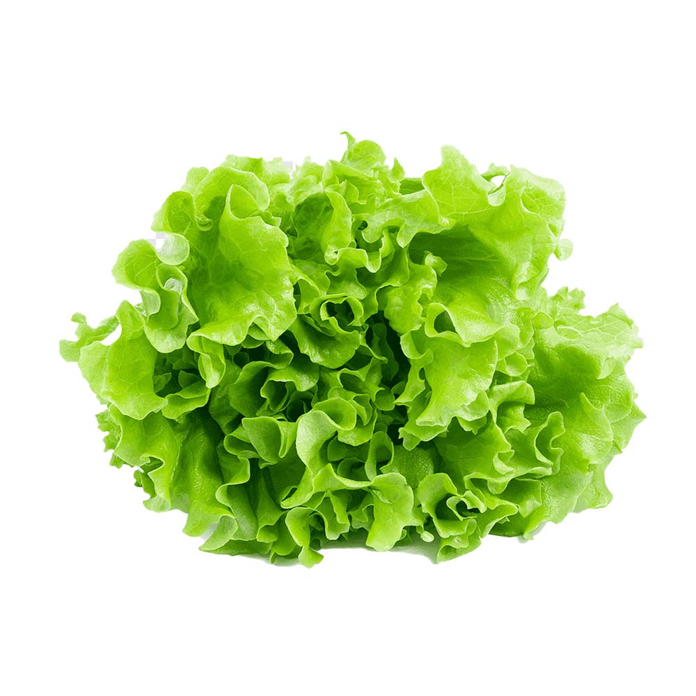 Lettuce Green Leaf 1ea