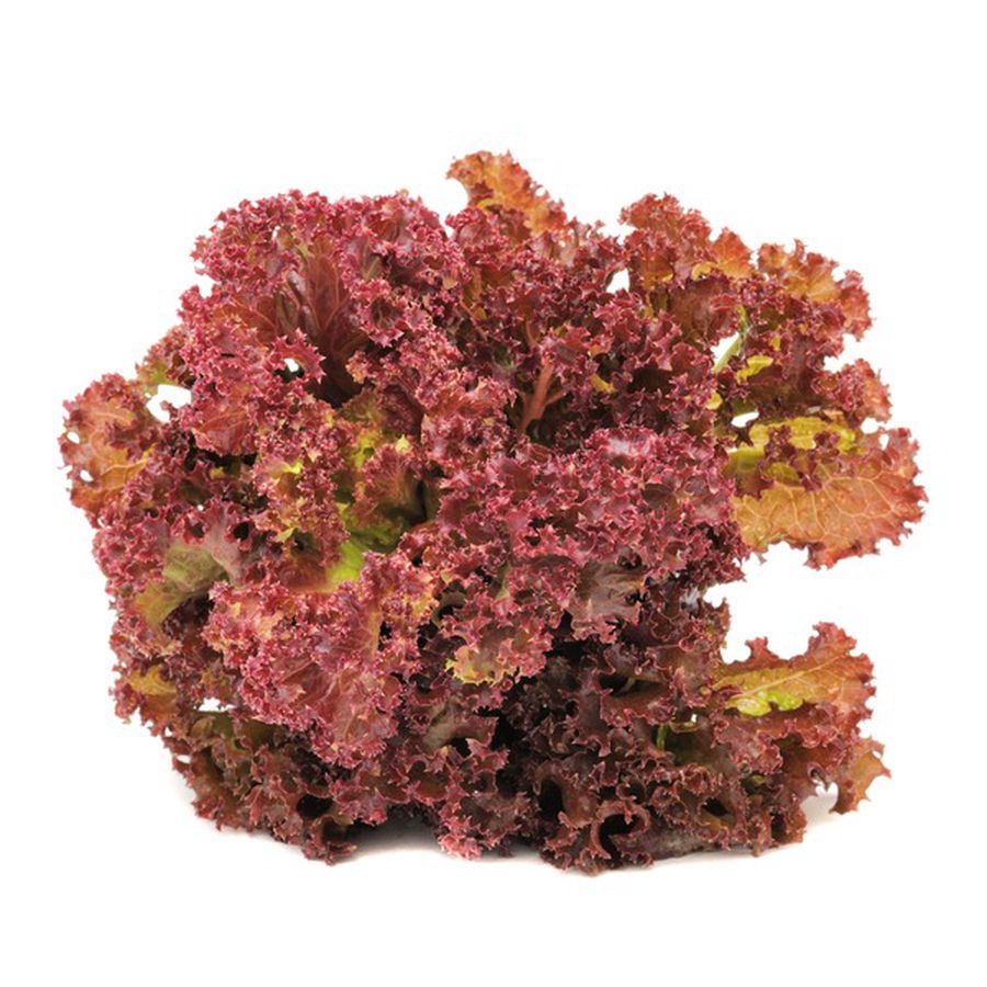 Lettuce Red Leaf Ontario 1ea