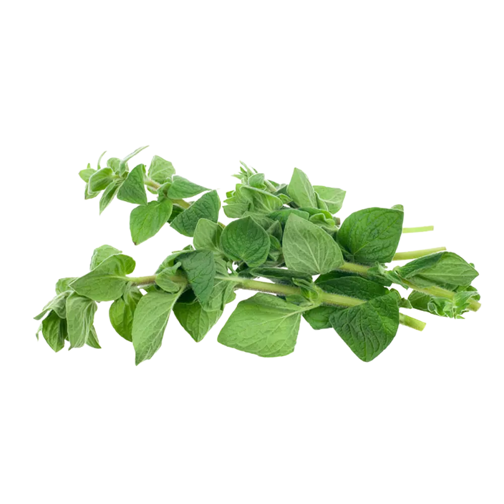 Pusateri's Fresh Oregano 0.1lb