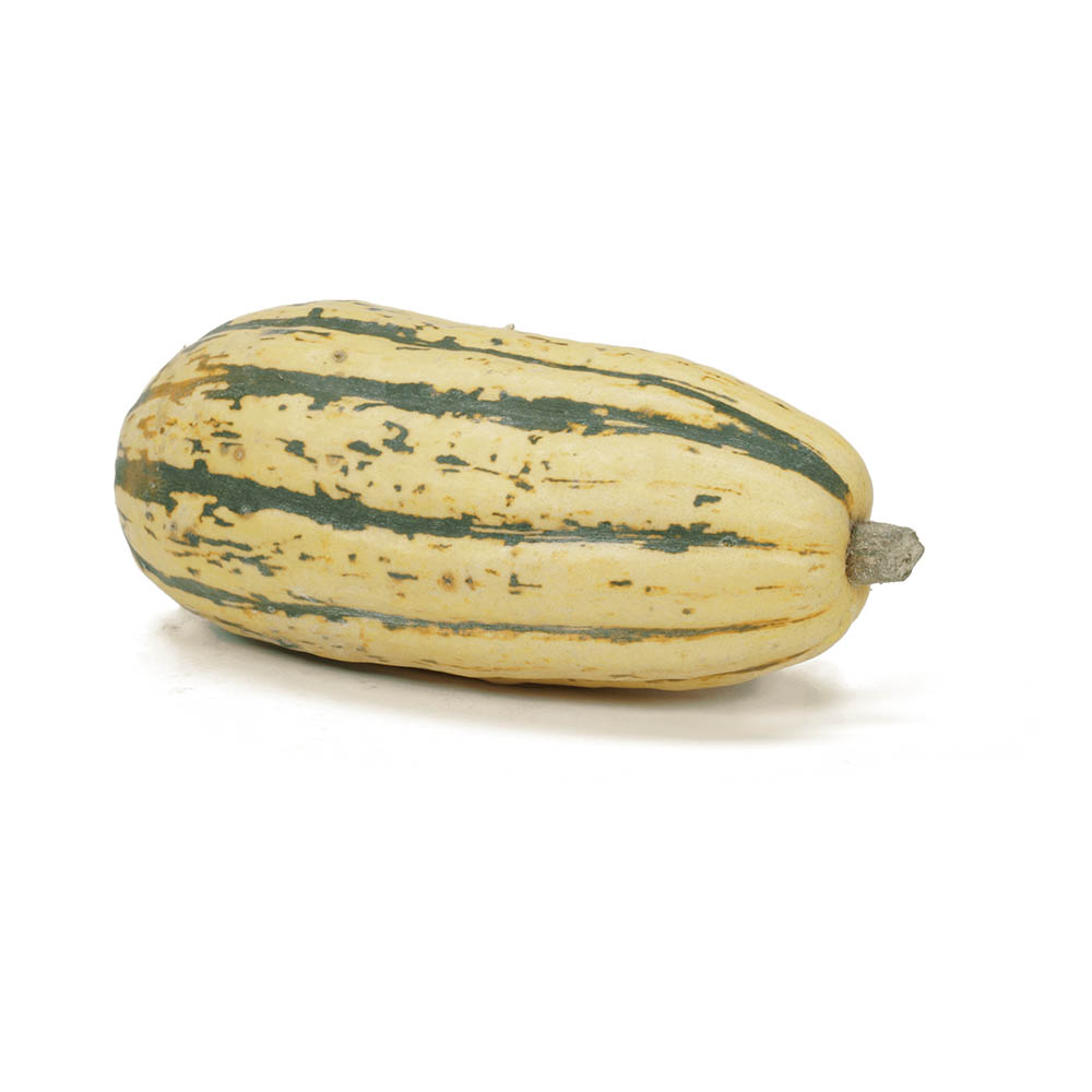 DELICATA SQUASH