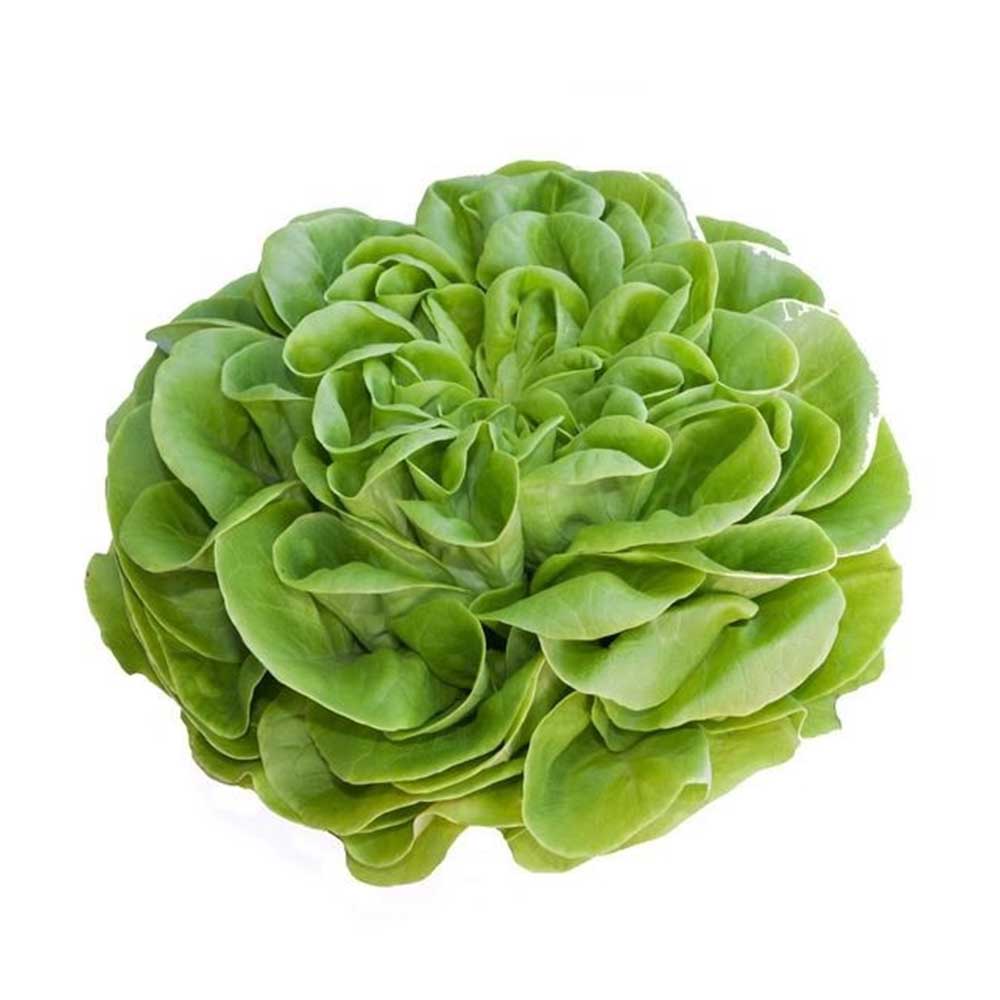 BOSTON BIBB LETTUCE (HYDROPONIC)