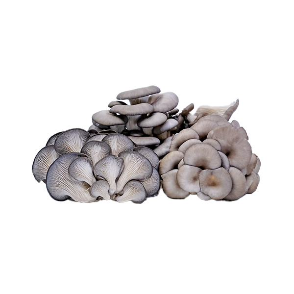 ORGANIC BLACK OYSTER MUSHROOMS