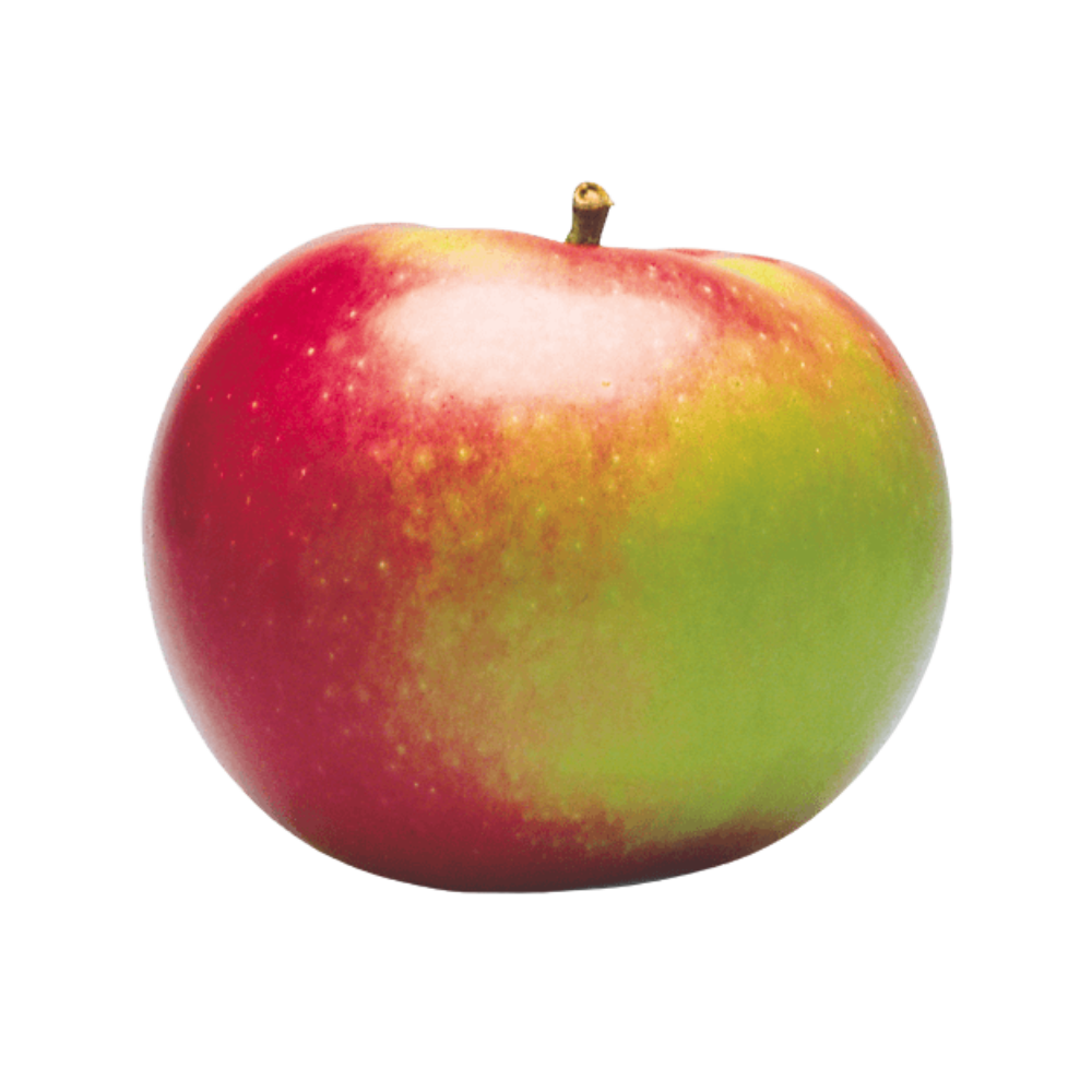 MACINTOSH APPLES - 4153