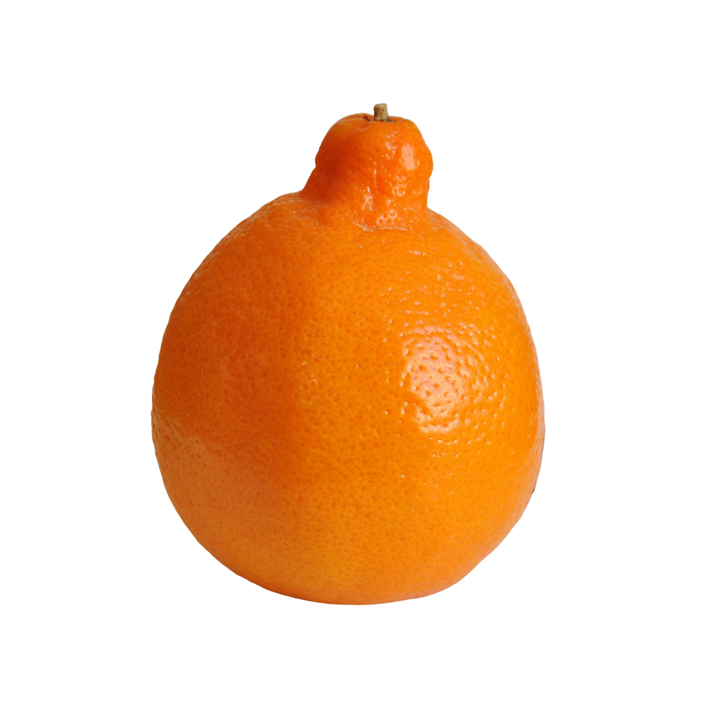 MINNEOLA ORANGES