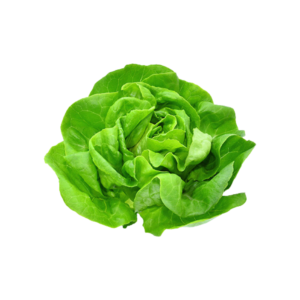 BOSTON LETTUCE - 3098