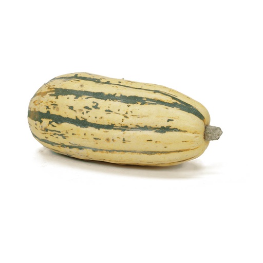 [59429] DELICATA SQUASH