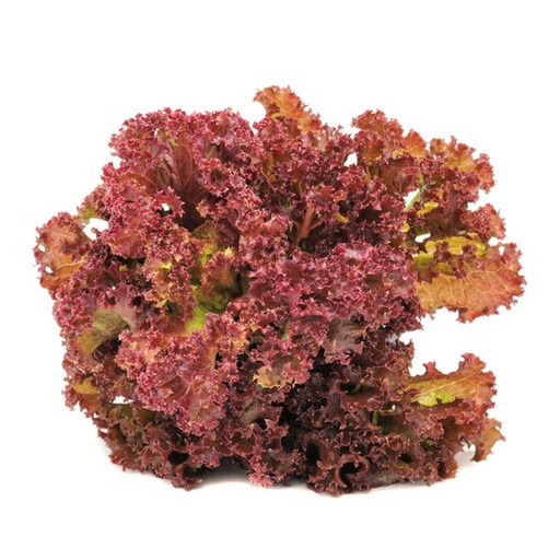 [60588] RED LEAF LETTUCE - 4075