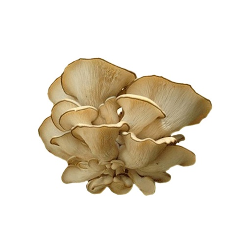 [61424] OYSTER MUSHROOM - 4649