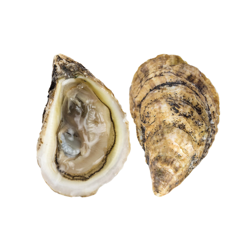 [87651] Raspberry Point Live Oysters 1ea