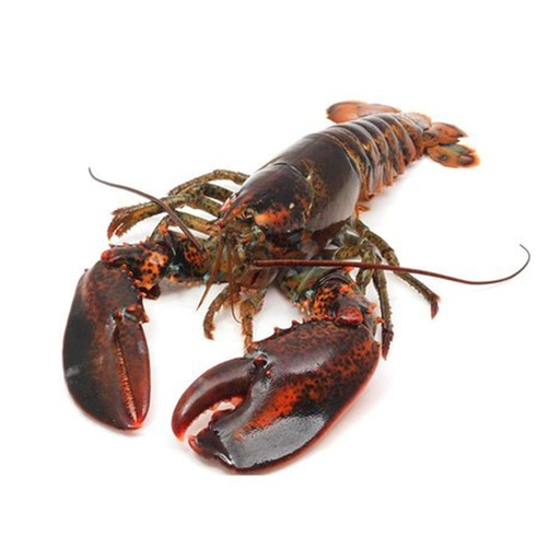 [87868] LOBSTER LIVE 1.5LB AVG