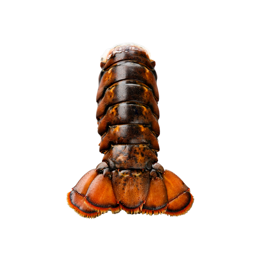 [87938] Frozen Lobster Tails 10-12 1lb