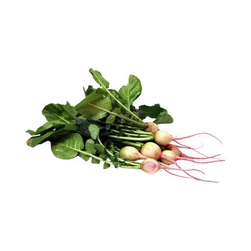 [100214] WATERMELON RADISH