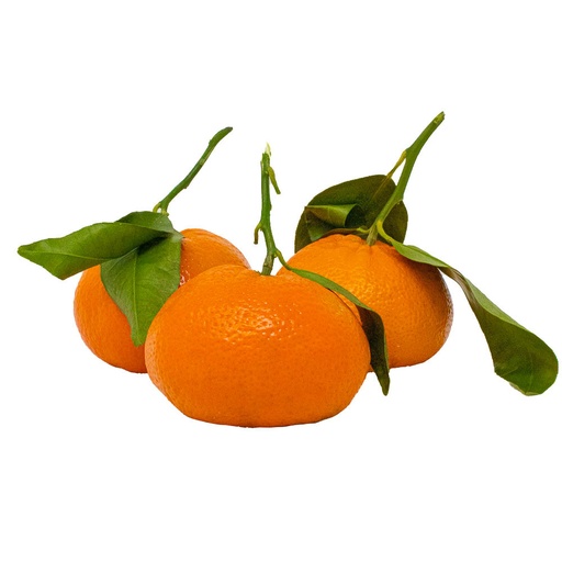 [101009] STEM AND LEAF CLEMENTINE