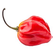 [126449] SCOTCH BONNET PEPPERS