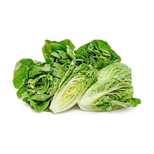 [227774] LITTLE GEM LETTUCE