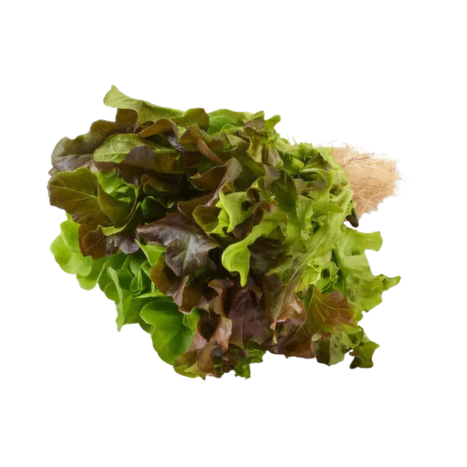 [485597] LIVING TRIO LETTUCE 1PK
