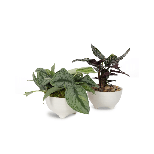 TROPICAL PLANTS - Parent