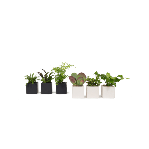 [333341] Mini Tropical Plants (Set Of 3) 1ea