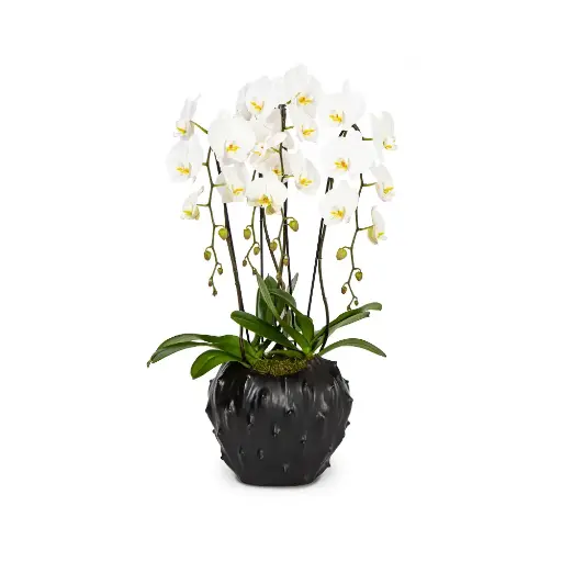 Holiday Double White Orchids 1ea