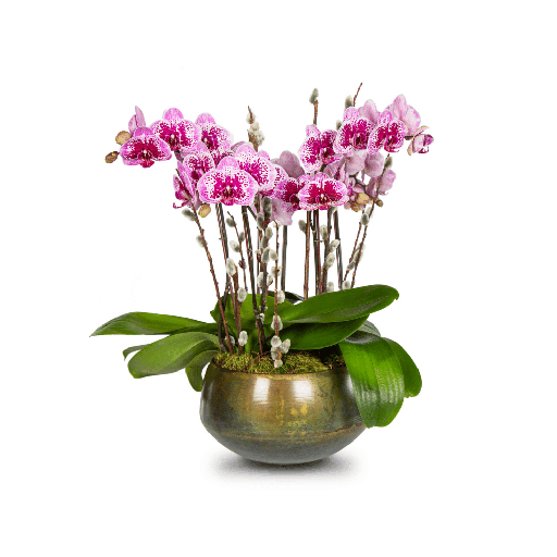 Mini Orchids 1ea