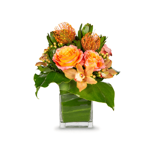 TROPICAL EXPRESSION - Parent