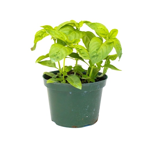 [251799] 6" Basil Pot 1ea