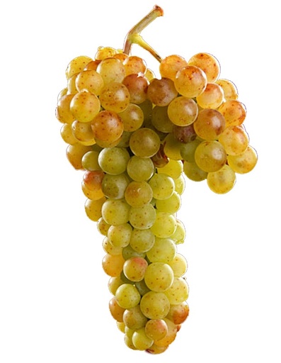 [95627] Grapes Moscatel 1lb