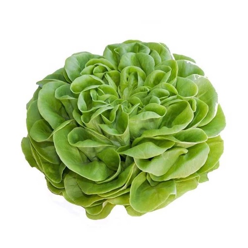 [59550] Hydroponic Boston Bibb Lettuce 1ea
