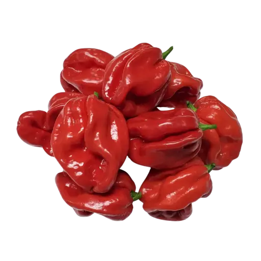 [126449] Pusateri's Scotch Bonnets 0.5lb