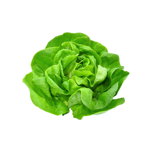 [60717] Lettuce Boston 1ea