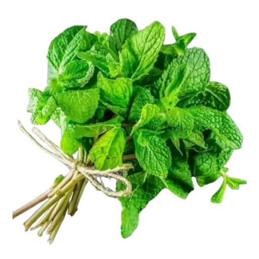 [126473] Pusateri's Fresh Mint 0.1lb