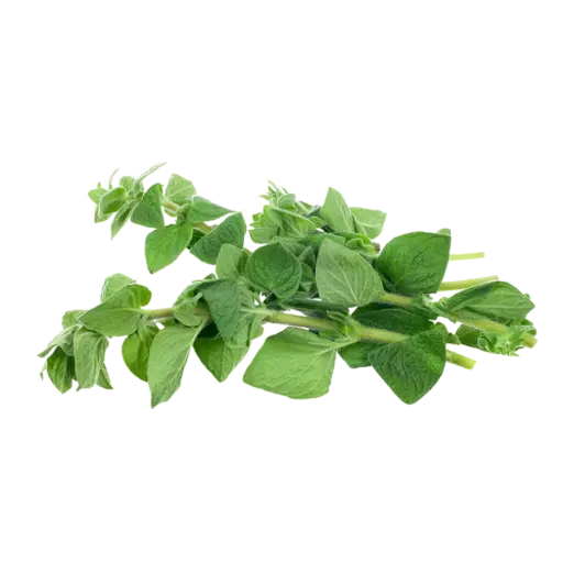 [126455] Pusateri's Fresh Oregano 0.1lb